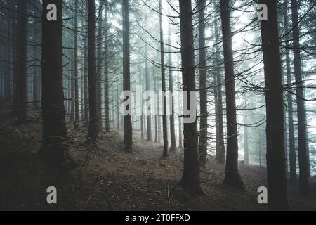 Raggi del sole che attraversano gli alberi in una splendida foresta piena di nebbia, repubblica Ceca, parco nazionale di Krkonose Foto Stock