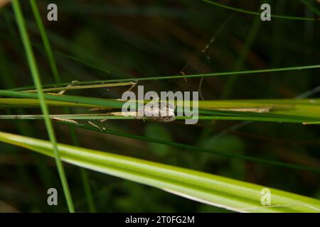 Celypha lacunana Syricoris lacunana famiglia Tortricidae genere Syricoris comune falena di marmo fragola scura tortrix falena natura selvatica fotografia di insetti, Foto Stock