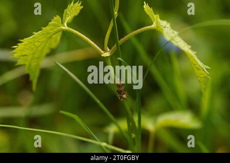 Celypha lacunana Syricoris lacunana famiglia Tortricidae genere Syricoris comune falena di marmo fragola scura tortrix falena natura selvatica fotografia di insetti, Foto Stock