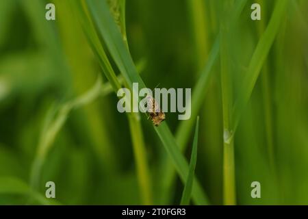 Celypha lacunana Syricoris lacunana famiglia Tortricidae genere Syricoris comune falena di marmo fragola scura tortrix falena natura selvatica fotografia di insetti, Foto Stock