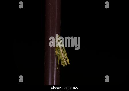 Psyche casta famiglia Psychidae genere Psyche Common Bagworm Moth natura selvaggia fotografia di insetti, foto, carta da parati Foto Stock