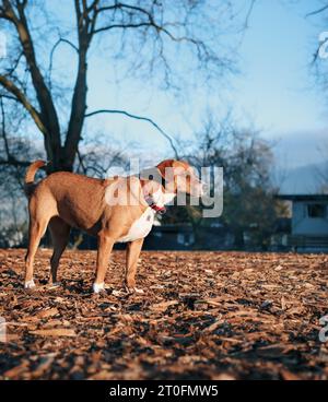 Curios cane in piedi nel parcheggio per cani in una mattinata di sole. Vista laterale di un cane da cucciolo marrone che guarda o guarda qualcosa con un linguaggio del corpo intenso. un anno Foto Stock