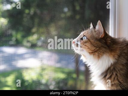 Gatto al coperto seduto di fronte alla schermata di mosca nera sfocata e al fogliame. Simpatico aspetto gattino con un intenso linguaggio del corpo fuori dalla finestra. Capelli lunghi cali Foto Stock