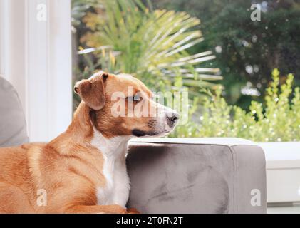 Happy dog sul divano vicino alla finestra con fogliame sfocato. Vista laterale di un cane da cucciolo rilassato che si gode la giornata di sole e il calore su una sedia. Di medie dimensioni, fema Foto Stock