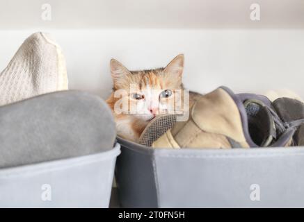 Un gatto carino sdraiato nella scatola delle scarpe nell'armadio. Gattino sonnolento che riposa comodamente in un nascondiglio. Posto letto sicuro, nuovo gatto o concetto di infortunio o malattia. Foto Stock