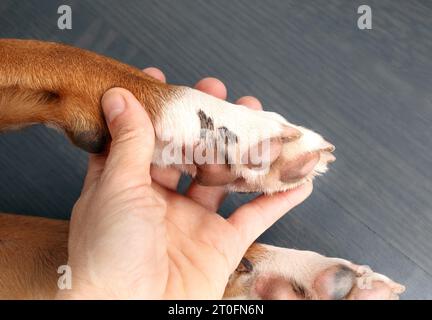 Zampa di cane con esame sap da parte del proprietario o veterinario. Mano che tiene la zampa del cane da cucciolo con sostanze nere incorporate come sap, catrame o gomma da masticare. Come r Foto Stock