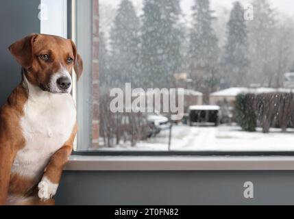 Cane annoiato seduto vicino alla finestra e guardando il quartiere piovoso. Curioso cucciolo seduto in una posizione divertente con il braccio appoggiato sul davanzale. fe Foto Stock