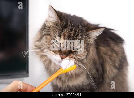 Curioso gatto che annusa il dentifricio sullo spazzolino tenuto dal proprietario di un animale domestico. Introduzione per gatto, cane o animale domestico spazzolamento denti per la salute dentale. Previene tarta Foto Stock