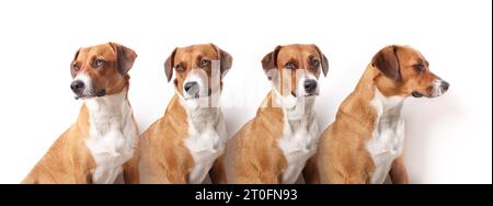 Scatti testa di cani con angolazioni diverse che guardano la fotocamera. Cane da cucciolo marrone di medie dimensioni seduto in fila in viste multiple. Serio o annoiato. Donna Harr Foto Stock