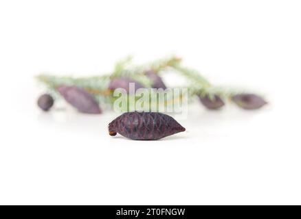 Cono di pino viola con rametto sempreverde sfocato. Primo piano di giovani coni di semi viola di abete rosso serbo con aghi blu-verdi. Conosciuto come Picea omor Foto Stock