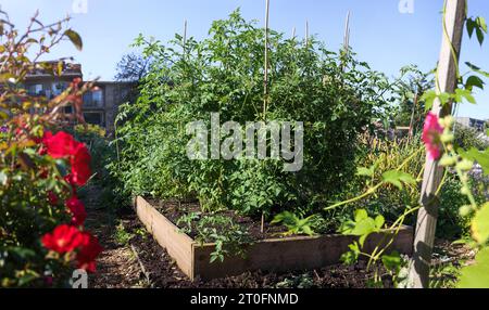 Molte piante di pomodoro in giardino con sfondo cittadino. Cespugli di pomodoro ciliegia verdi, ricoperti di vegetazione, che crescono in un terreno di giardino tra fiori e ve Foto Stock