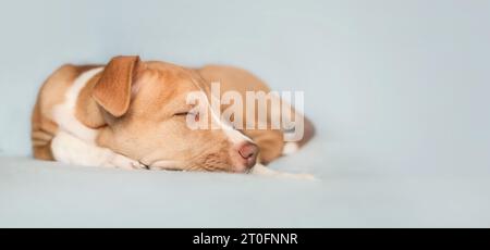 Cucciolo che dorme su sfondo colorato. Un cane da cucciolo adorabile che si stendeva sul divano, esausto e stanco. Portare a casa il concetto di cucciolo. 8 settimane, Bo donna Foto Stock