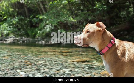 Cane in piedi di fronte al fiume sfocato in una calda giornata estiva. Un grande cucciolo di cane che guarda qualcosa con intensamente o aspetta il giocattolo dal proprietario. 11 mesi Foto Stock