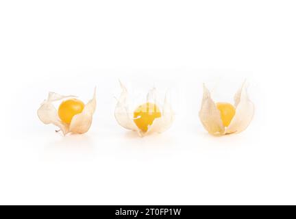 Ciliegie mature macinate in fila. Piccole ciliegie gialle o arancioni in buccia. La raccolta di ciliegie macinate della zia Molly. Bacca di Poha, pichuberry, bacca inca o paglia Foto Stock