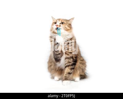 Gatto isolato che gioca con fascia per capelli o elastico. Carino e soffice gattino calico che guarda seduto, mordere e tirare un giocattolo tra bocca e zampa. 3 anni Foto Stock