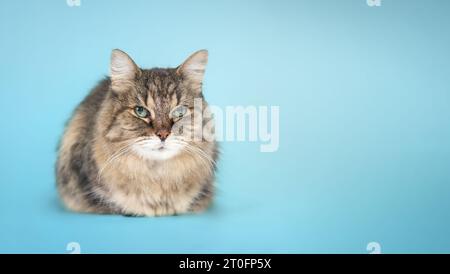 Rilassato gatto tabby che guarda la fotocamera su sfondo blu. Vista frontale simpatico e soffice gattino accovacciato o sdraiato con le gambe infilate sotto il corpo. fema di 17 anni Foto Stock