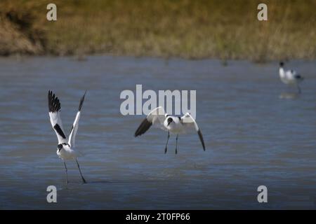 avocettes dans la baie de somme Foto Stock