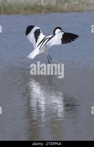 avocettes dans la baie de somme Foto Stock