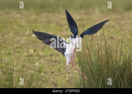 Echasses blanches dans la baie de somme Foto Stock