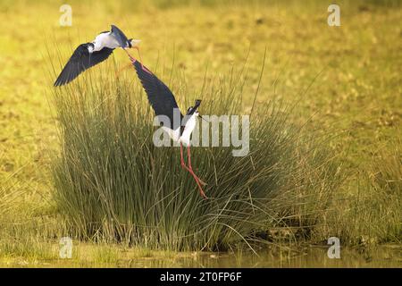 Echasses blanches dans la baie de somme Foto Stock