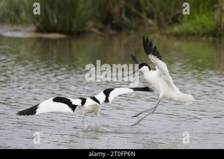 avocettes dans la baie de somme Foto Stock