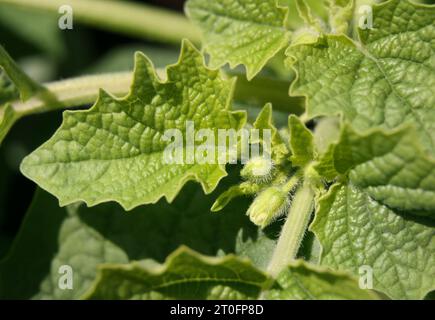 Boccioli di ciliegio in giardino primaverile, da vicino. La ciliegia macinata della zia Molly produce piccoli frutti d’arancia in buccia di carta. Nota come bacca di poha, pichuberry Foto Stock