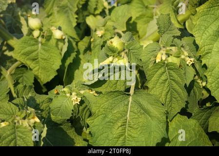 Pianta di ciliegio macinata nel giardino estivo, da vicino. La ciliegia macinata della zia Molly produce piccoli frutti d’arancia in buccia di carta. Bacca di Poha, pichuberry, inca b Foto Stock