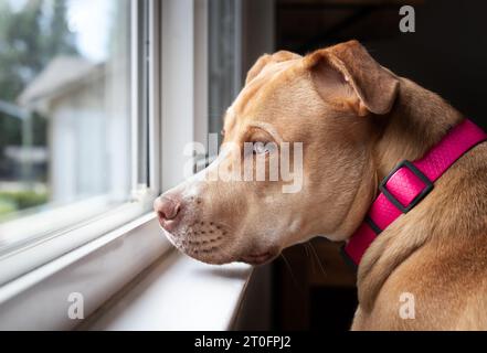 Cane triste che guarda fuori dalla finestra. Vista laterale di un grande cucciolo seduto alla finestra e in attesa con l'espressione del volto ansioso o depresso. 10 mesi Foto Stock