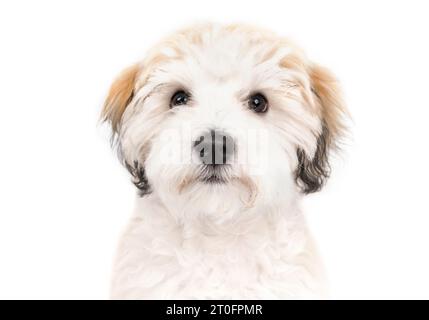 Carino cucciolo che guarda la macchina fotografica. Curios piccolo cucciolo bianco di tipo bichon con naso nero e occhi a bottone nero. Cucciolo Havanese di 16 settimane Foto Stock