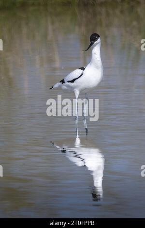 avocettes dans la baie de somme Foto Stock