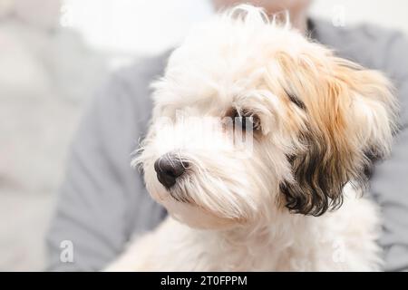 Un grazioso cucciolo Havanese seduto sui proprietari di animali domestici o in braccio. Profilo laterale del cane da cucciolo soffice che si sente sicuro. 16 settimane di cane Havanese. Faccia bianca, Foto Stock