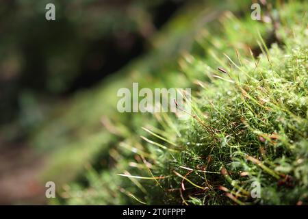 Abstract moos Ground cover in Forest with defocus foliage. Fondo forestale o microcosmo nella texture della foresta pluviale. Muschio di filo di rame che cresce in N Foto Stock