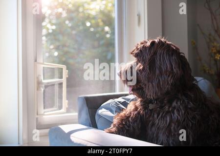 Cane annoiato seduto alla finestra e guardando fuori in attesa del ritorno del proprietario. Profilo laterale di un simpatico cane Labradoodle seduto sul divano davanti Foto Stock