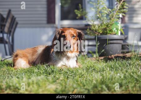 Dachshund rosso che dorme nel cortile di fronte alla casa sfocata. Un simpatico cane wiener per capelli lunghi sdraiato nell'erba in un giorno d'estate. maschio di 7 anni, wiener Foto Stock