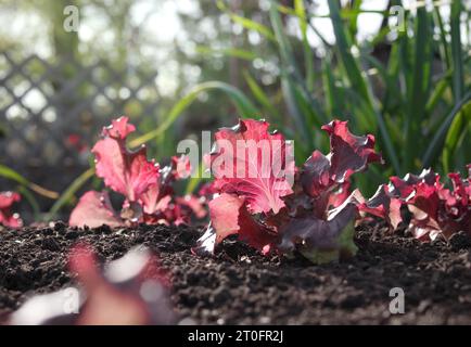 Piantine di lattuga rossa nelle mattine in giardino. Splendido sfondo da giardinaggio o da giardinaggio organico. Molte piante di insalata rossa che crescono in fila in commun Foto Stock