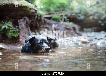 Cane sdraiato in acqua nella foresta nelle calde giornate estive. Il simpatico cucciolo si immerge in acqua al largo di un ruscello poco profondo o di un fiume nella foresta pluviale. Femminile Border Collie mix Do Foto Stock