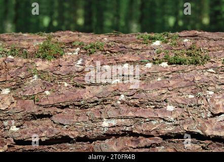 Tubi di segatura o frass bianchi dello scarabeo Ambrosia sul tronco dell'albero. Segni di infestazione da insetti di legno o di coleottero di corteccia sull'abete di Douglas. Nord Foto Stock