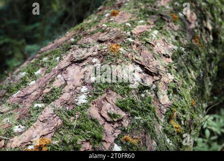 Segatura bianca e arancia su tronco d'albero da insetto di legno bituminoso o parassita di coleottero della corteccia. La segatura bianca proviene dal coleottero ambrosia, l'arancio dalla barbabietola di abete douglas Foto Stock