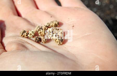 Mani con semi di Chard svizzeri prima di piantare. Conosciuta come barbabietola bianca, barbabietola da arancia, spinaci alla fragola o Beta vulgaris, cicla variegata. Coltivato per il suo commestibile Foto Stock