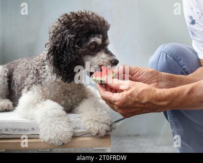 Cane che mangia anguria dalla mano dei proprietari di animali domestici. La carina assunzione di barboncino bianco e nero viene nutrita da una donna anziana. Concetto per la frutta nella dieta dei cani. Donna Foto Stock