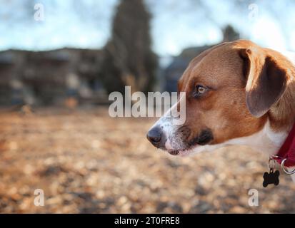 Profilo laterale del cane nel parco in una mattinata di sole, primo piano. Un simpatico cucciolo che guarda qualcosa con un'espressione del viso intensa o concentrata. fema di 1 anno Foto Stock