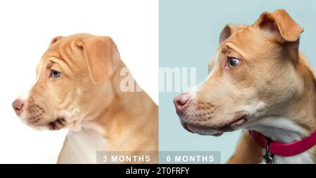 Confronto o visualizzazione della crescita dei cuccioli. SideView del cucciolo di cane colpito fianco a fianco con 3 mesi e 6 mesi di età. Boxer femmina Pitbull mix bre Foto Stock