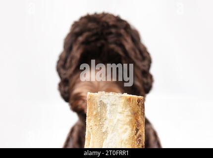 Un vero osso di manzo davanti a un cane sfocato. Simpatico cucciolo che aspetta pazientemente di masticare il bastoncino. Taglio centrale costola di bestiame per la salute dentale e masticare f Foto Stock