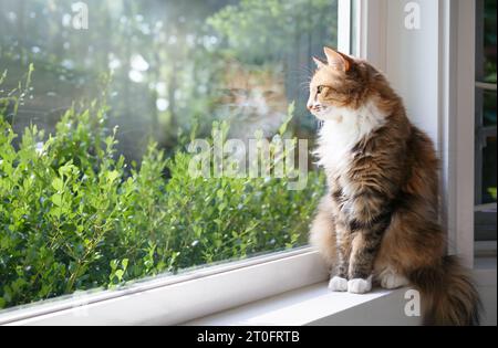 Gatto rilassato seduto sul davanzale di fronte al fogliame sfocato in una giornata di sole. Gattino calico carino e soffice che osserva uccelli o scoiattoli all'aperto. Mentale e Foto Stock