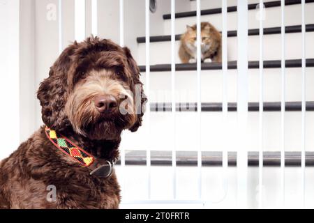 Cane con cancello per animali domestici e gatto. Carino e soffice cane cucciolo in attesa in font di baby gate per incontrare il nuovo gatto. Porta a casa un nuovo concetto di cucciolo. Labradoodle femminile e. Foto Stock