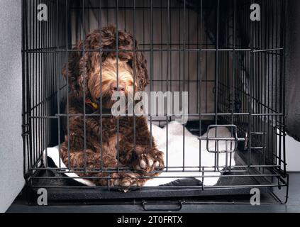 Cane in gabbia o canile in attesa di uscire. Simpatici zampe di cane cucciolo sulla griglia. Cane da cucciolo da addestramento in gabbia. Labradoodle femmina di 10 mesi, marrone o. Foto Stock