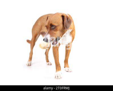 Cane con osso di manzo in bocca. Corpo completo di cucciolo in piedi con ossa reali ripiene di salmone. Salute dentale naturale e arricchimento mentale. H femmina Foto Stock