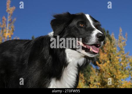 Ritratto Border Collie contro fogliame autunnale e cielo blu Foto Stock