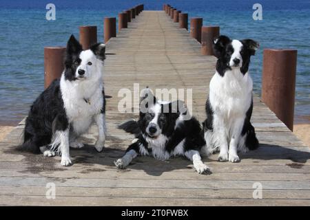 3 Border Collies, uno sdraiato e l'altro seduto su un molo sul lago Tahoe. Foto Stock