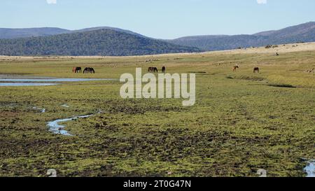 Una lunga ripresa di un branco di brumbi che pascolano su un fragile ecosistema del Mosquito Creek Kosciuszko National Park Foto Stock